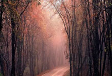 棋牌游戏-罗德里格斯的掌控艺术，阿尔及利亚如何击溃委内瑞拉，揭示比赛走势的隐形之手